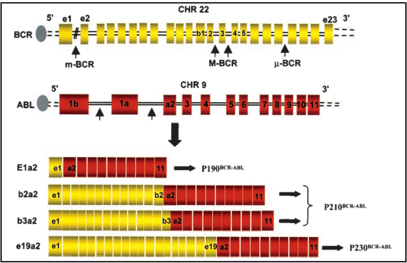 Locations of the breakpoints in the ABL1 and BCR genes and structure of the chimeric BCR-ABL1 mRNA transcripts